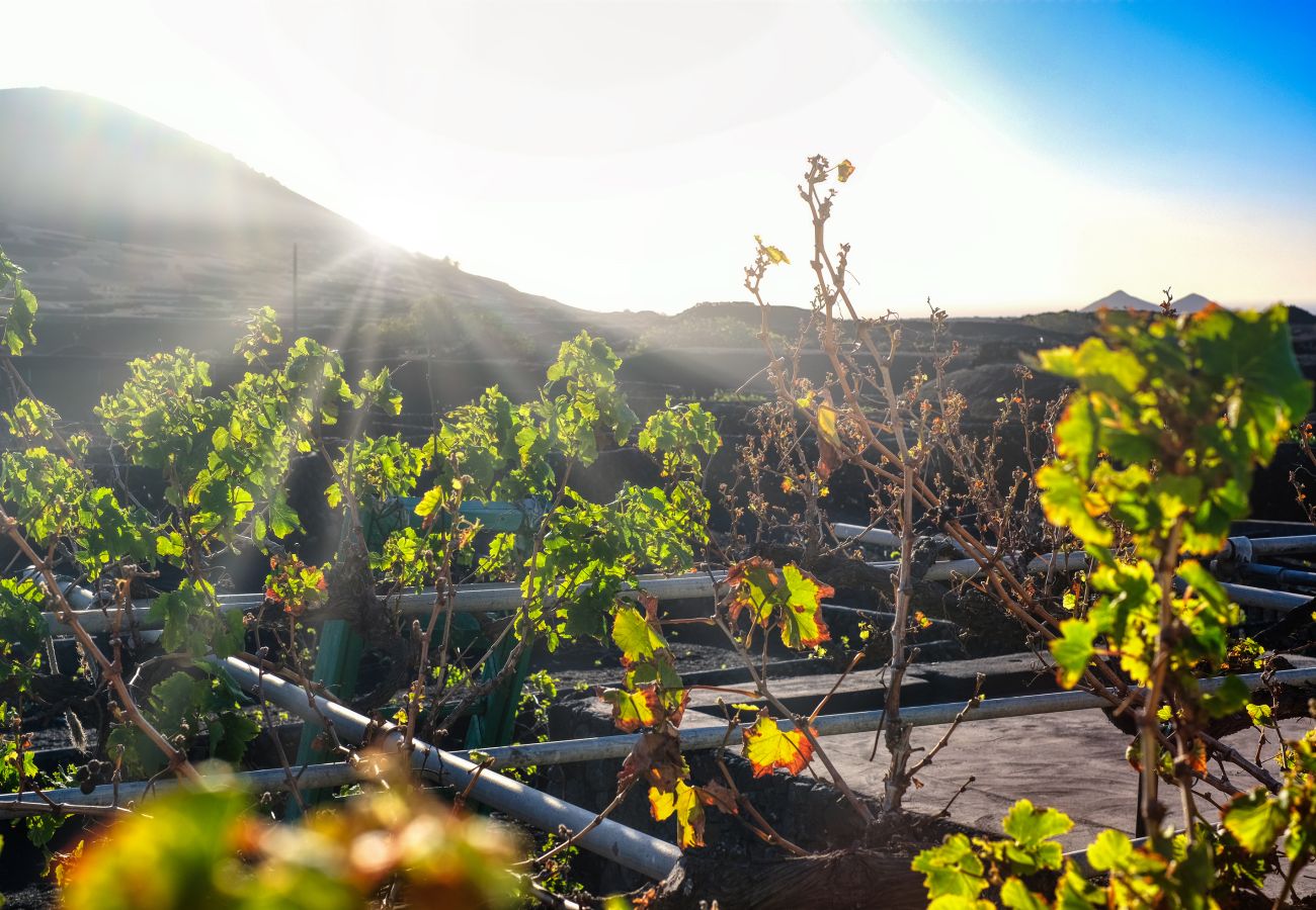 Ferienhaus in Yaiza - Casa Diama 2 - Gemeinschaftspool By LVH